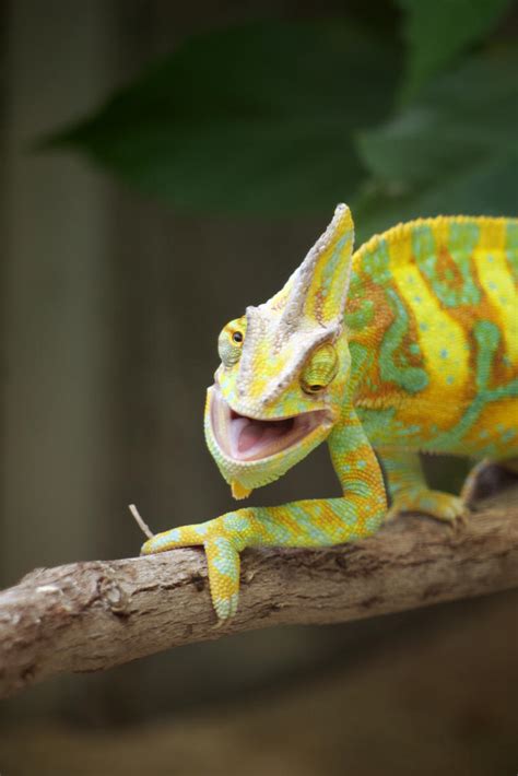 crazy chameleons